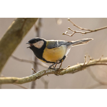 A kind of sparrow bird