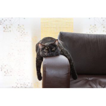 Cat want to sleep