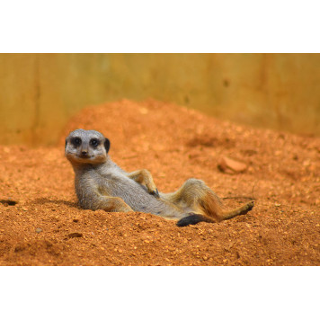 Close up cute meercat animal