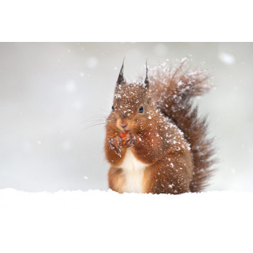 Cute red squirrel in the falling snow