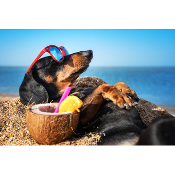 Dog dachshund black and tan