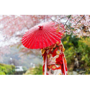 Kyoto Japan cherry blossom and woman red kimono umbrella