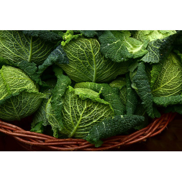 Savoy cabbages in basket