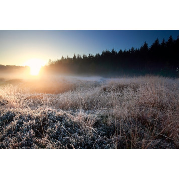 Sunrise light over forest frosted meadow