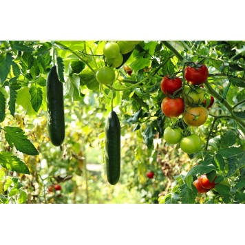 Vegetables garden