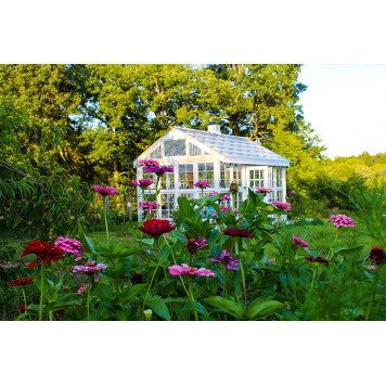 Victorian style green house garden of zinnias