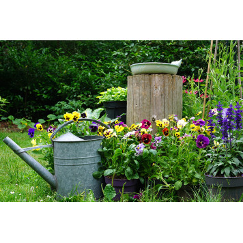 Wild herb and field flowers with iron watering can